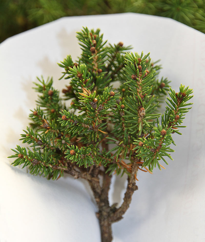 DWARF ALBERT SPRUCE WITCH'S BROOM? Albert12