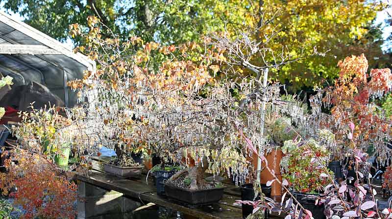 AUTUMN BONSAI IN ROCHESTER, NY Ice-1_10