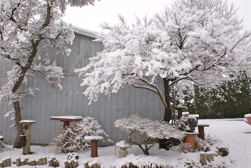 grafted maples Winter11