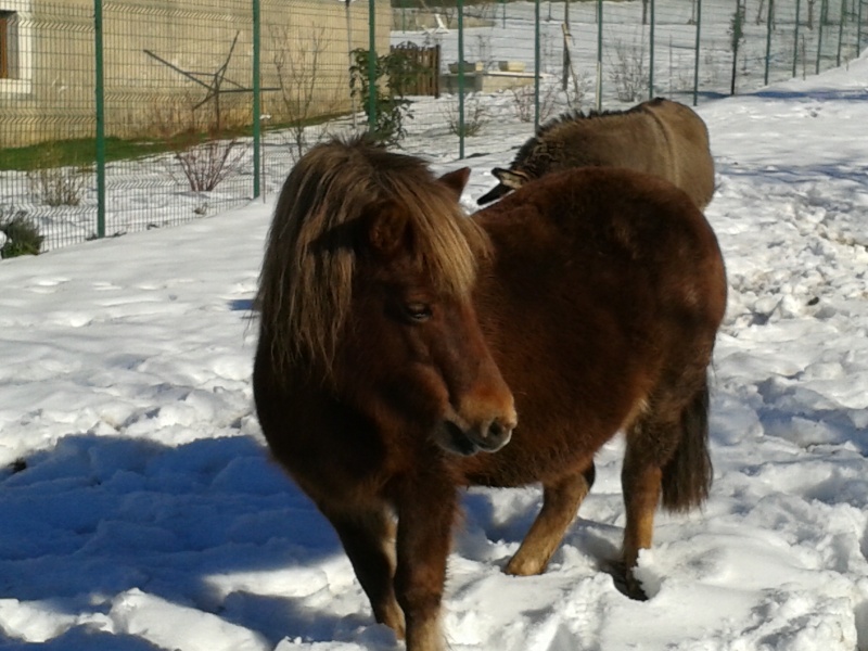 NOISETTE - ONC poney typée shetland née en 2000 - adoptée en juillet 2013 par Patrick - Page 2 20150211