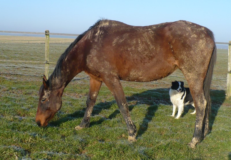  MOLLY DANCE - PS née en 1995 - adoptée en août 2015 par Claudia Molly_11