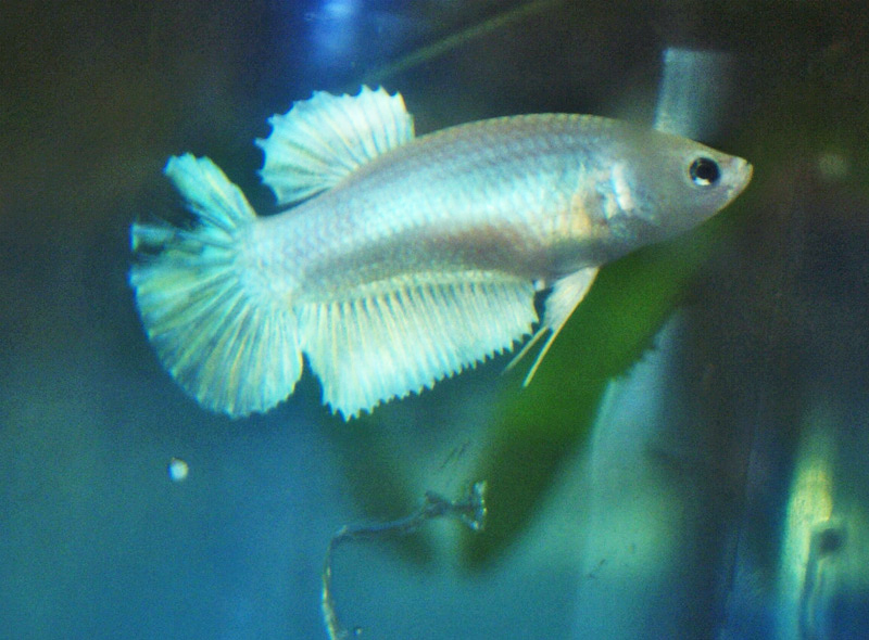 HM pastel x HM white platinum Femell15