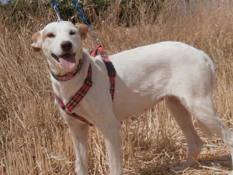 CANDY - podenco 6 ans - AssoUne Histoire de Galgos (Espagne) Candy_11