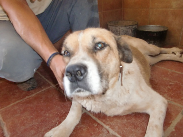 LEONCIO - mastin 8 ans - Asso Une Histoire de Galgos - Espagne Leonci13