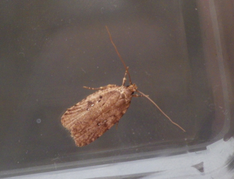 Agonopterix heracliana Agonop10