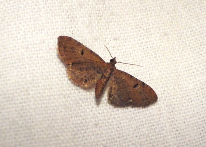 eupithecia - Eupithecia sp Eupith10