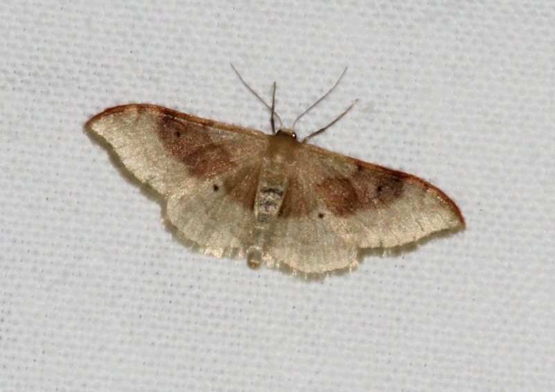 Idaea - Idaea degeneraria Idaea_10