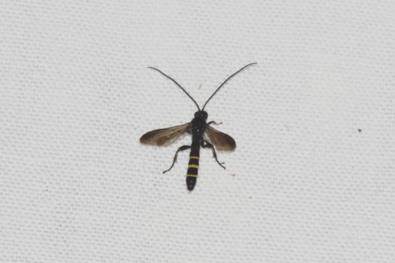 Ichneumonidae , Metopiinae ? Img_8412