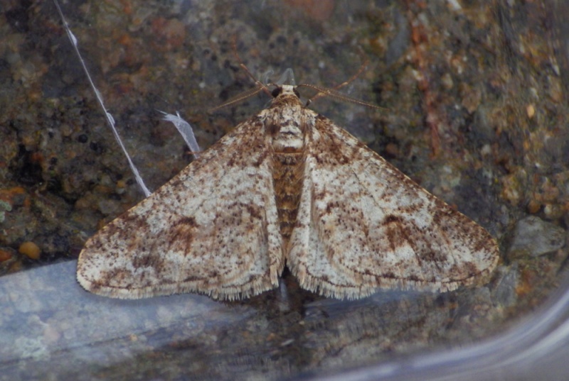 geometre ? Agriopis leucophaearia et Agriopis (= Larerannis) marginaria Imgp1610