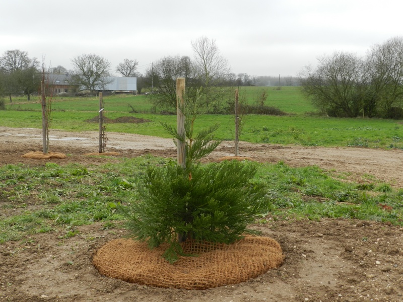 Plantation d'arbres et protection Vauvyr16