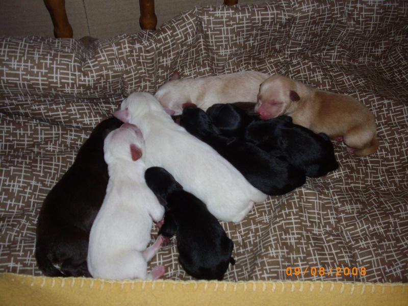 sos portée de 9 chiots à nourrir au biberon 00810