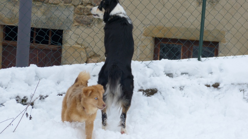 WOLFY, chiot femelle x berger australien née env avril 2014 (Pascani) - adoptée par Bronca (63) - Page 7 P1120512