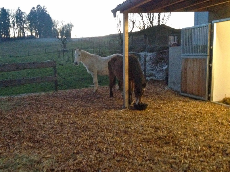 SAFRAN - Welsh Pony né en 1984 - adopté en janvier 2015 par Fabienne St6jan10