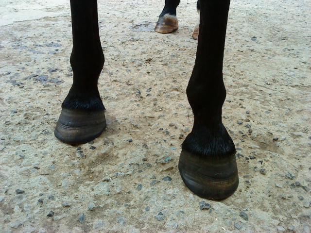 Philou: cheval pieds nus (photos) Abcd0022