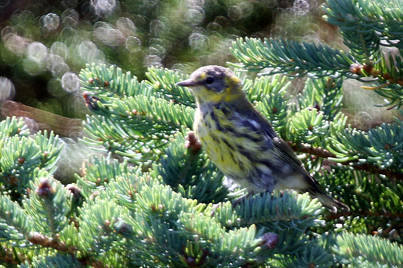 quelques oiseaux- identification Img_6310