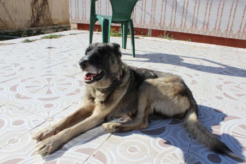 sauvetage en cours, Lena, chienne malade trouvée au bord de la route, Murcia Espagne. janvier 2015. Img_1112