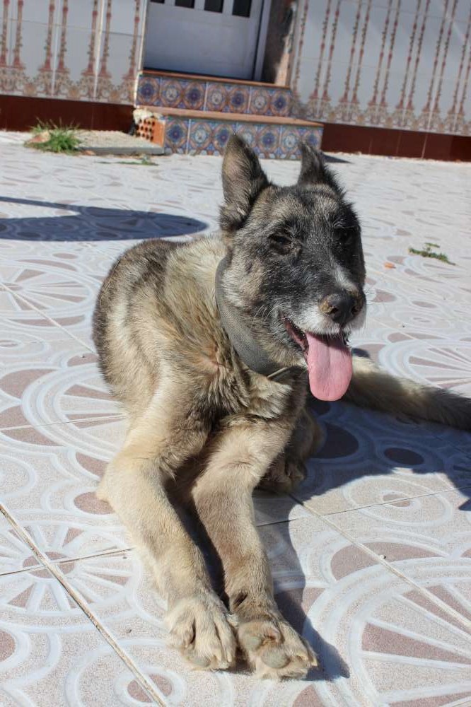 sauvetage en cours, Lena, chienne malade trouvée au bord de la route, Murcia Espagne. janvier 2015. Img_1113
