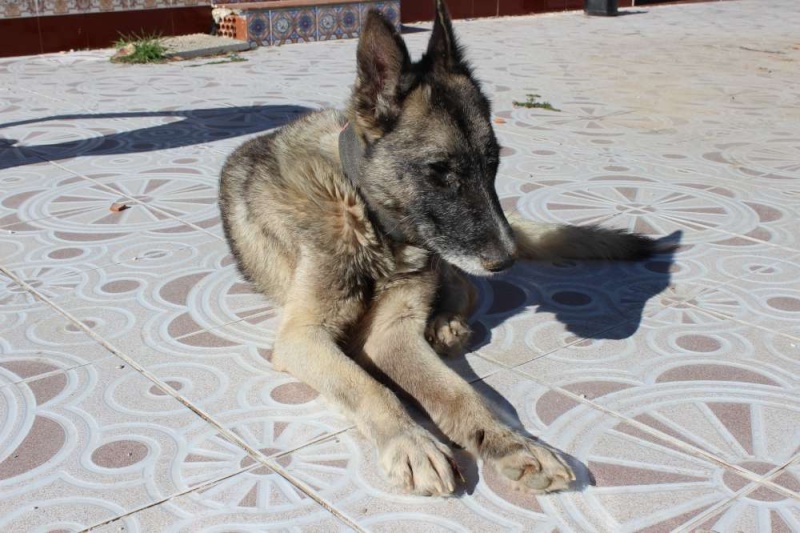 sauvetage en cours, Lena, chienne malade trouvée au bord de la route, Murcia Espagne. janvier 2015. Img_1114