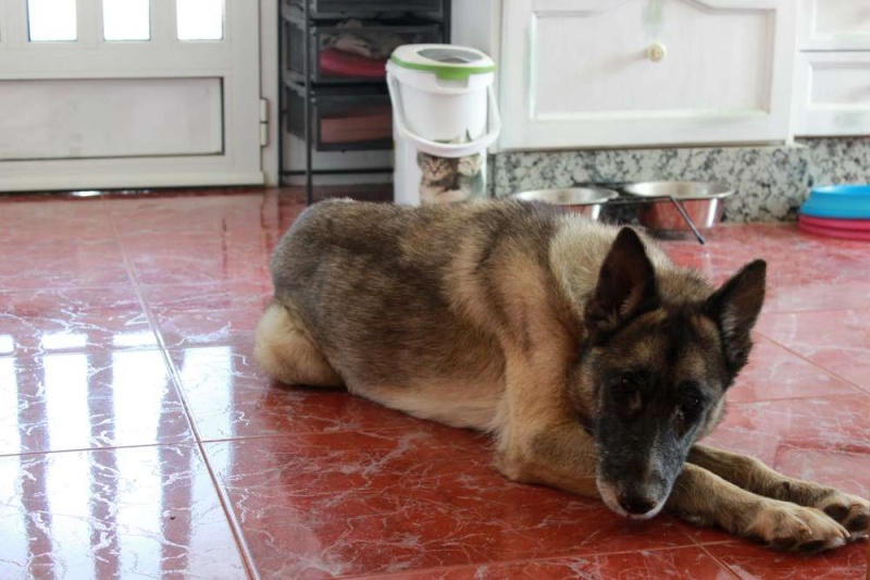 sauvetage en cours, Lena, chienne malade trouvée au bord de la route, Murcia Espagne. janvier 2015. Img_1210