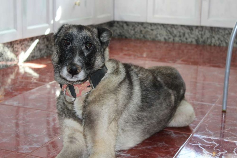 sauvetage en cours, Lena, chienne malade trouvée au bord de la route, Murcia Espagne. janvier 2015. Img_1212