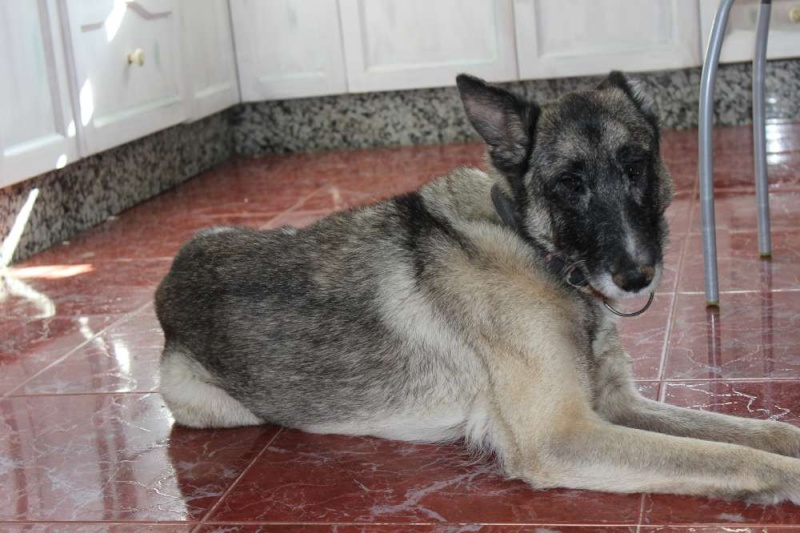 sauvetage en cours, Lena, chienne malade trouvée au bord de la route, Murcia Espagne. janvier 2015. Img_1213