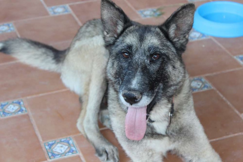 sauvetage en cours, Lena, chienne malade trouvée au bord de la route, Murcia Espagne. janvier 2015. Img_1310