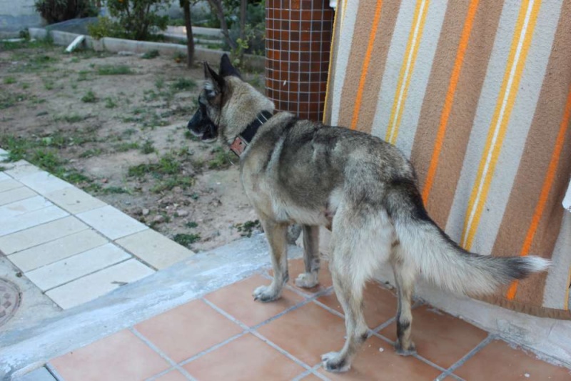 sauvetage en cours, Lena, chienne malade trouvée au bord de la route, Murcia Espagne. janvier 2015. Img_1311