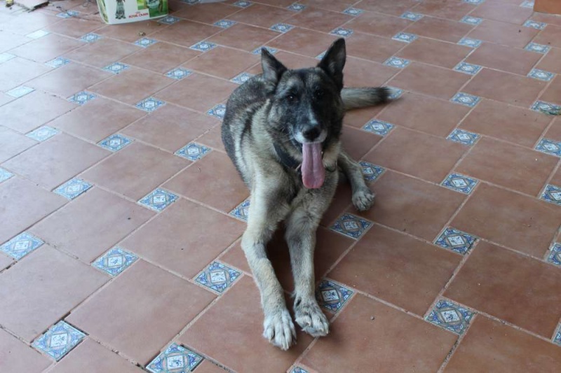 sauvetage en cours, Lena, chienne malade trouvée au bord de la route, Murcia Espagne. janvier 2015. Img_1314