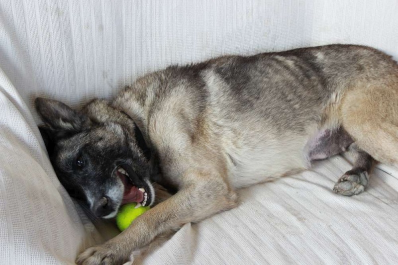 sauvetage en cours, Lena, chienne malade trouvée au bord de la route, Murcia Espagne. janvier 2015. Img_1411