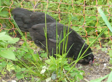 Les plumes, poils et écailles Coquet10