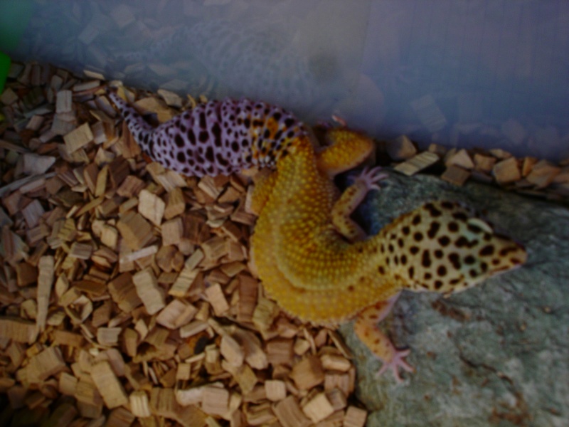 Mes Geckos Léopards Dsc01213