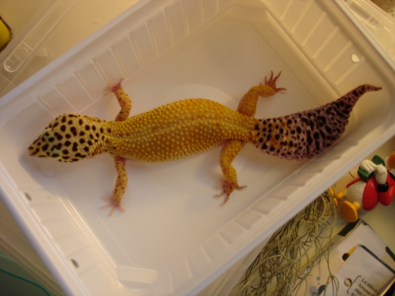 Mes Geckos Léopards Dsc01215