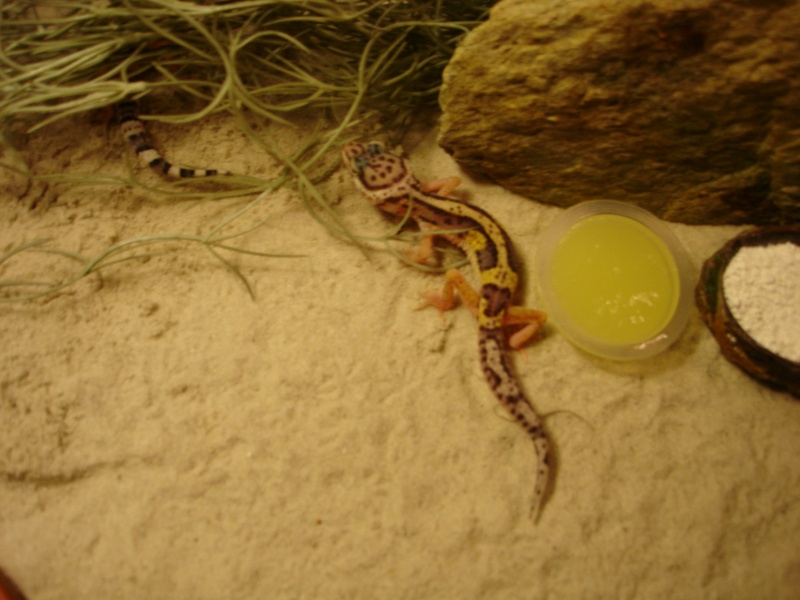 Mes Geckos Léopards Geckos12