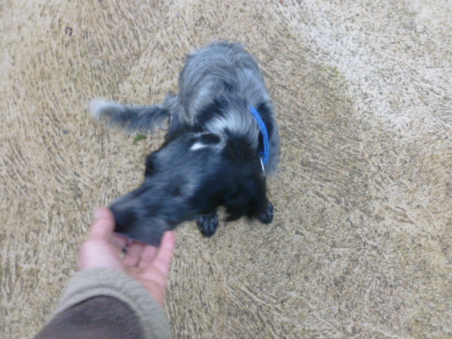  Kensi, femelle x setter 1-2 ans  - de SOS décharge, Corse - en FA pr asso 100 Toits (84) 410