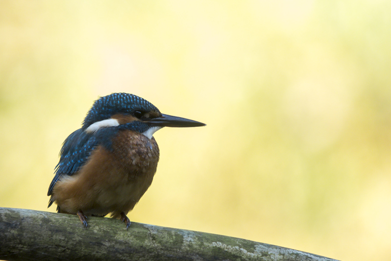 Martin pêcheur en digiscopie _dsc6010