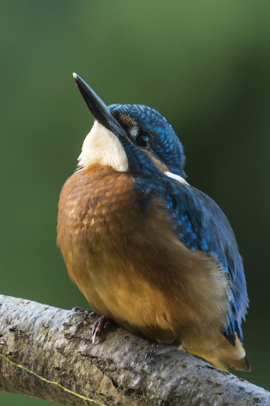 Martin pêcheur en digiscopie _dsc6113