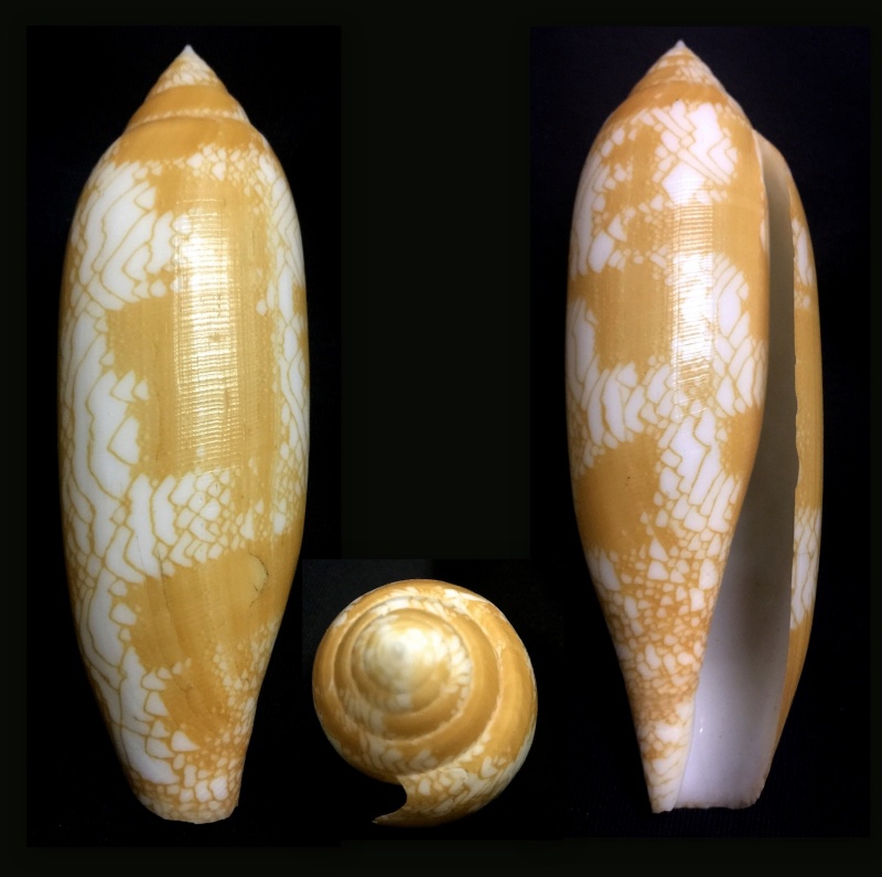 Conus (Darioconus) auratinus da Motta, 1982 Aurati10