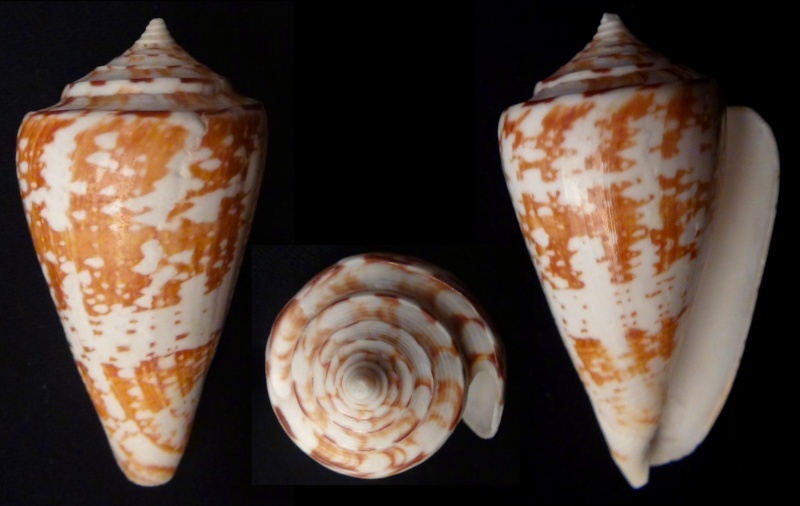 Conus (Lamniconus) lemniscatus    Reeve, 1849 Lamnic10