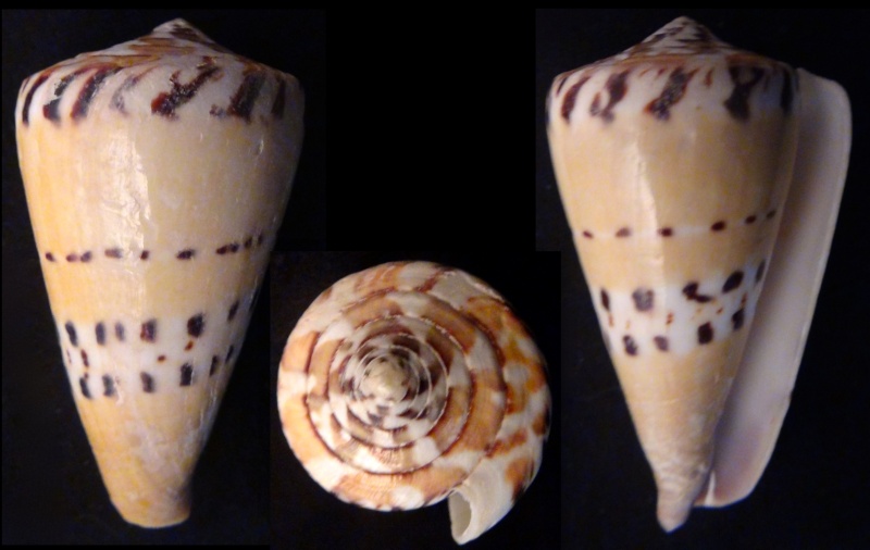 Conus (Rhizoconus) mustelinus melinus,   Shikama 1964 Rhizoc11