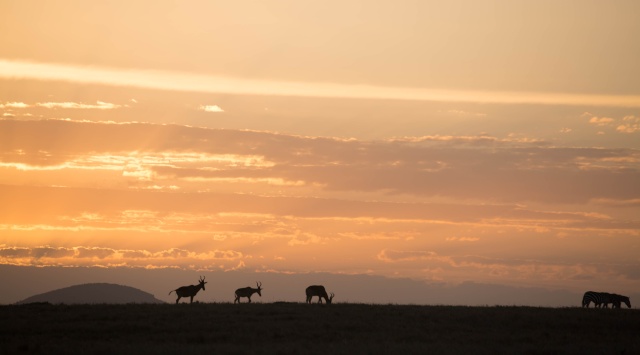Northern Kenya safari - January 2015 Kt8h0814