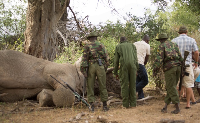 Northern Kenya safari - January 2015 Kt8h0911