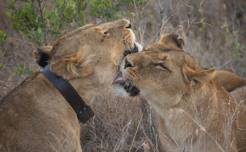 Northern Kenya safari - January 2015 Kt8h0921