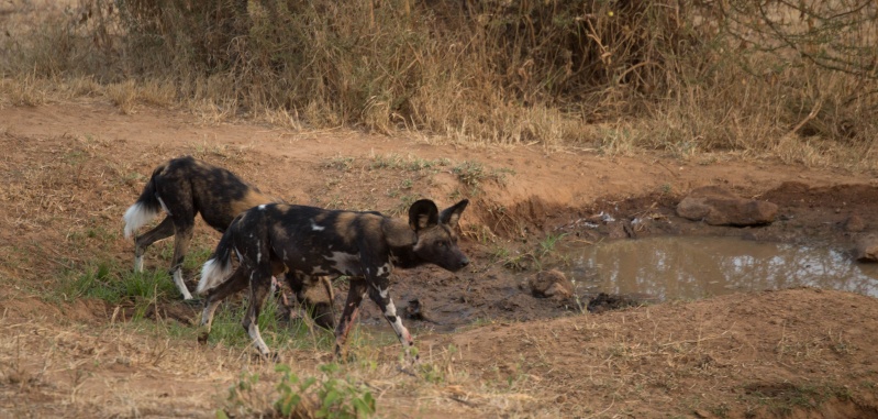Northern Kenya safari - January 2015 - Page 2 Kt8h0923