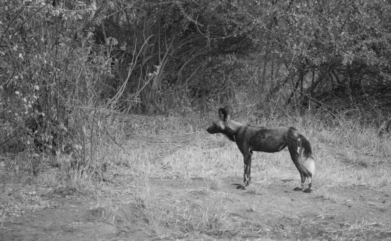 Northern Kenya safari - January 2015 - Page 2 Kt8h1013