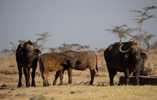 Northern Kenya safari - January 2015 Ou5a1010