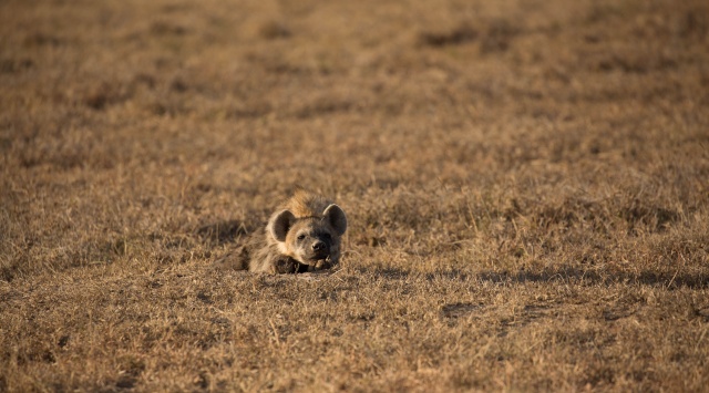 Northern Kenya safari - January 2015 Ou5a1011