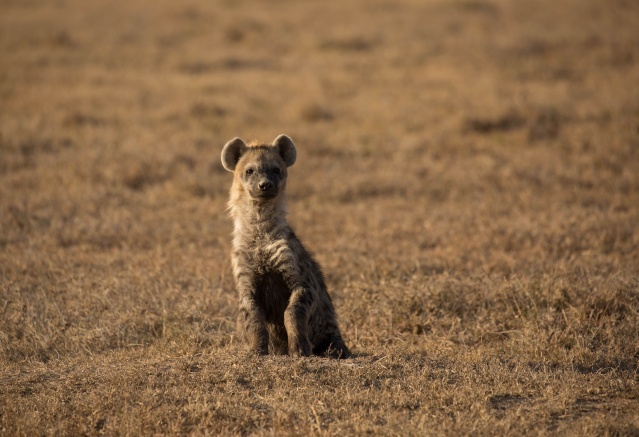 Northern Kenya safari - January 2015 Ou5a1012