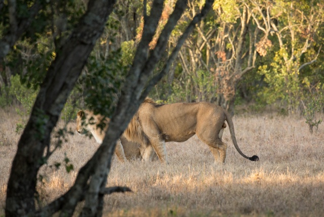 Northern Kenya safari - January 2015 Ou5a1111