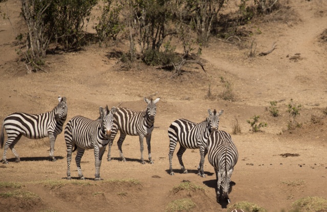 Northern Kenya safari - January 2015 Ou5a1116