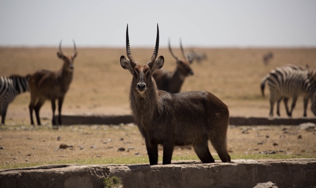 Northern Kenya safari - January 2015 Ou5a1117